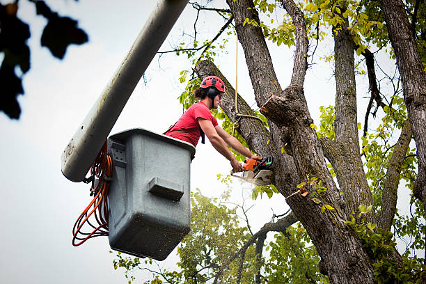 Tree Branch Trimming in Ambridge, PA